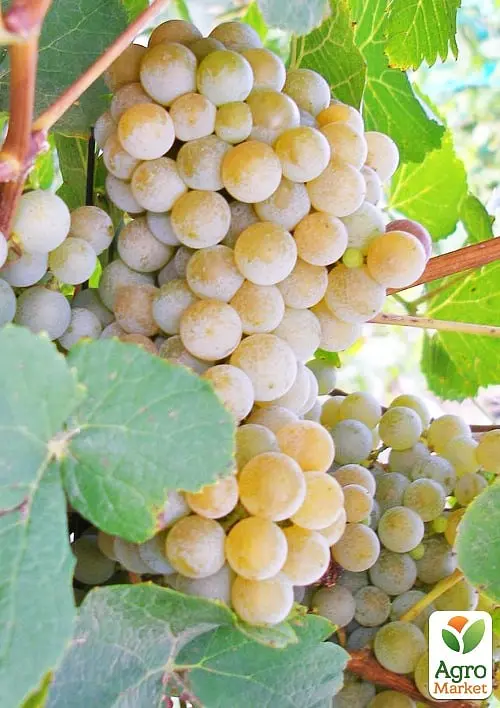 Саджанець Agro-Market Виноград Дублянський (винний сорт, ранній термін дозрівання) 1 шт. в пакуванні (178127) - фото 2