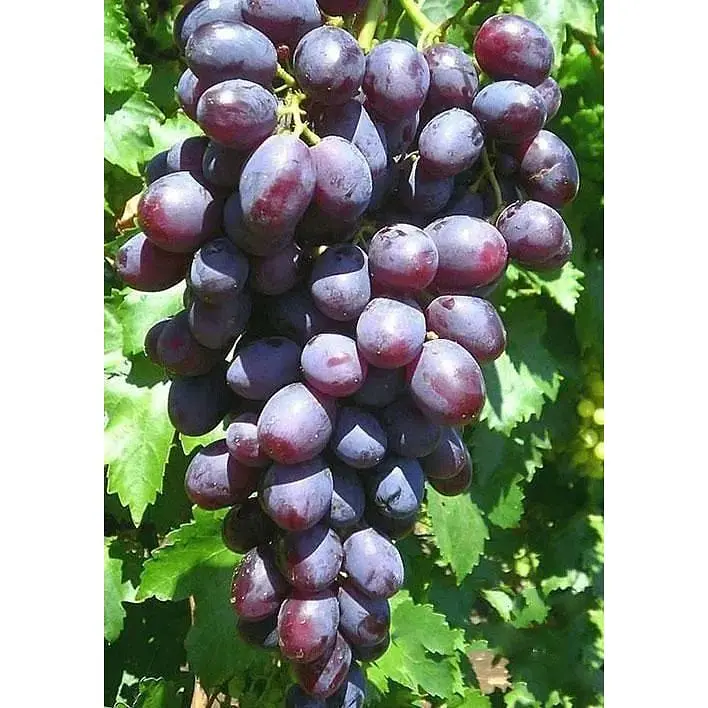 Саджанець Agro-Market Виноград Пам'яті Вчителя (сверхранний термін дозрівання, ягоди не тріскаються і дуже великі) 1 шт. в упаковці (25533) - фото 3