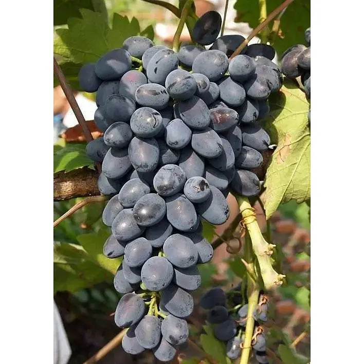 Саженец Agro-Market Виноград Надежда Азос (средне-ранний срок созревания, воплощение мечты о богатом урожае) 1 шт. в упаковке (20371) - фото 3