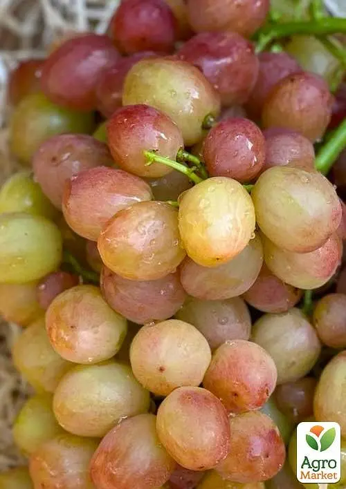 Саджанець Agro-Market Виноград Смешарики (великий, соковитий яскраво виражений мускат) 1 шт. в пакуванні (71640) - фото 2