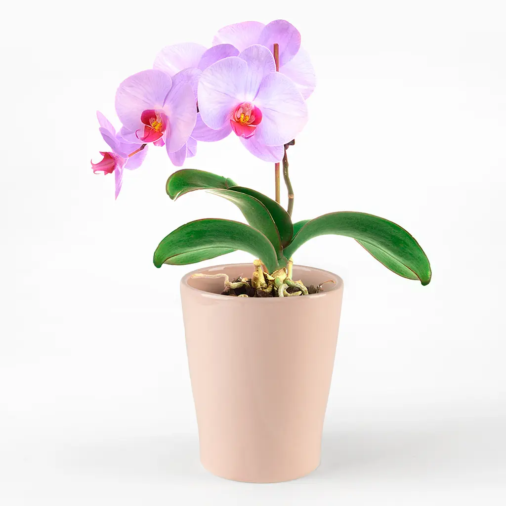 Горшок для цветов МВМ My Home, 16 см, розовый (DH-FLOWERS-29 PINK) - фото 3