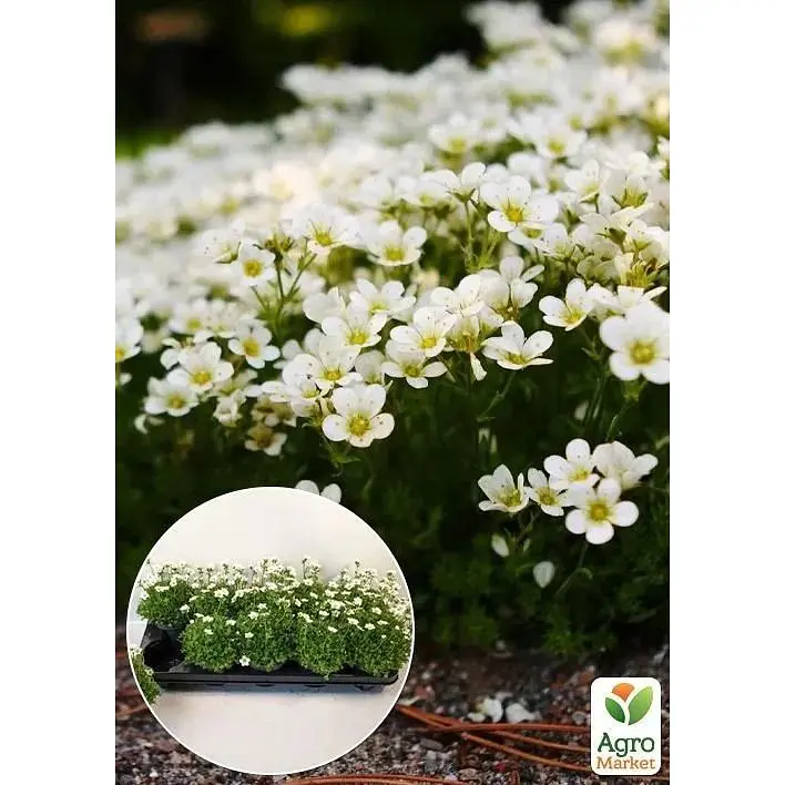Саженец Agro-Market Камнеломка цветущий ковер Marto White (144872) 1 шт. - фото 2