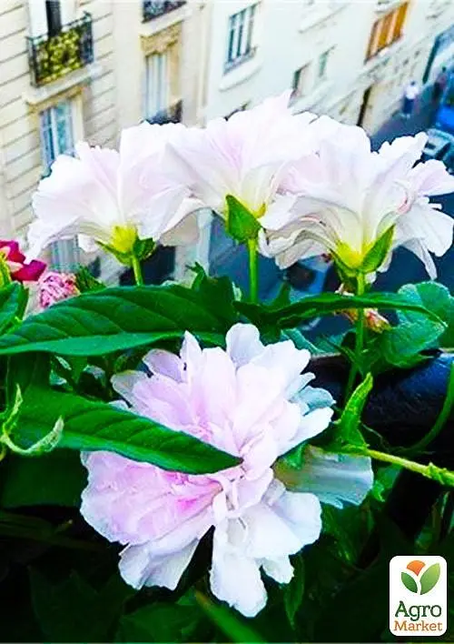 Саженец Agro-Market Калистегия махровая кудрявая (Calystegia hederacea Flore Pleno) (52695) - фото 2