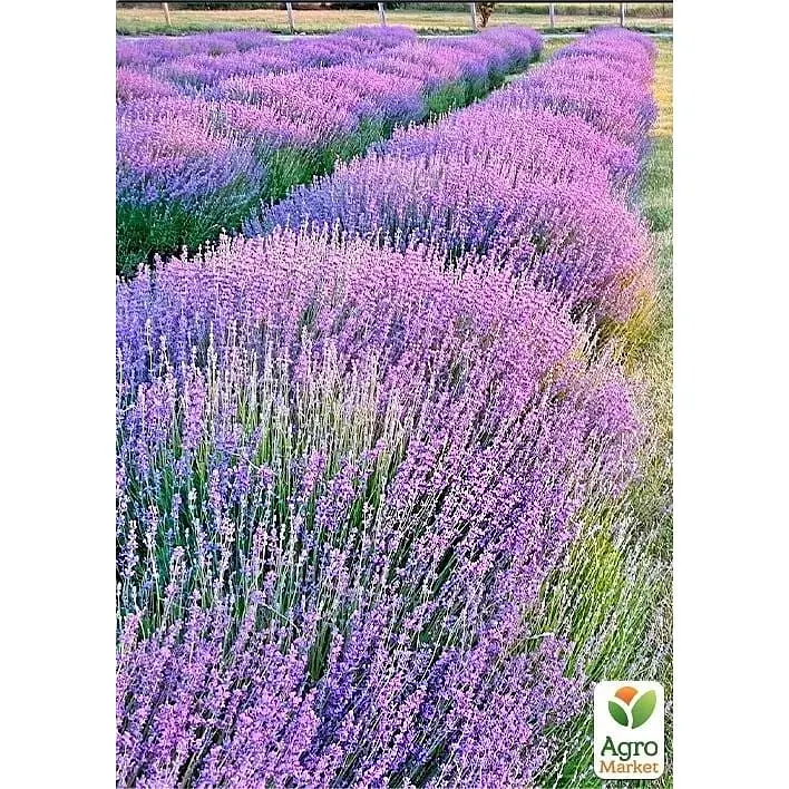 Саджанець Agro-Market Лаванда зубчаста Goodwin (контейнер № 10 висота 10-15 см) (49820) 1 шт. в упаковці - фото 2