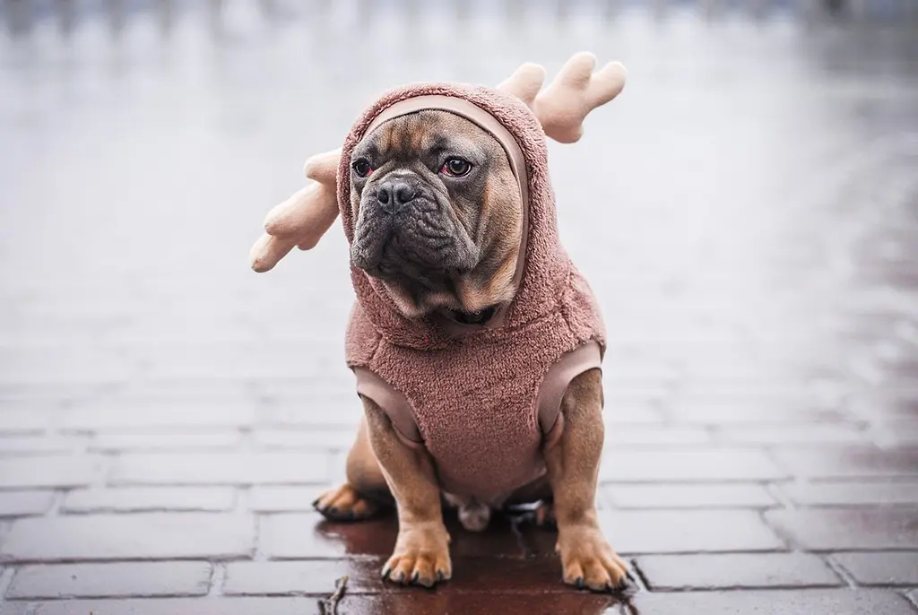 Кофта Smart Pet Bamby