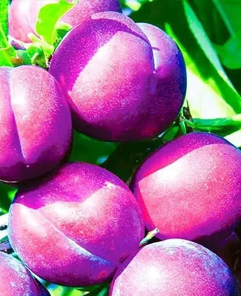 Саженец Agro-Market Слива Венгерка (поздний срок созревания) (36759) 1 шт. в упаковке - фото 2