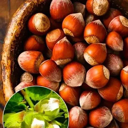 Саженец Agro-Market Фундук Трапезундский (средний срок созревания, перекрестное опыление, сажать по 2 шт) (24613) 1 шт. в упаковке - фото 5
