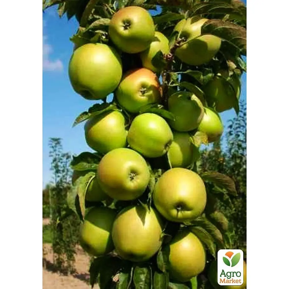 Саджанець Agro-Market Яблуня колоноподібна Президент укорінена в контейнері (саджанець 2 роки) (153135) - фото 2