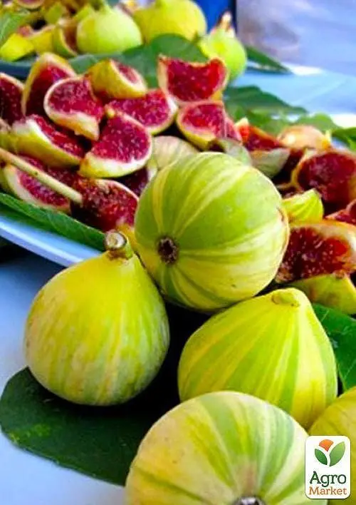 Саджанець Agro-Market Інжир Панч (Panache) смугастий 1 шт. в упаковці (48861) - фото 2