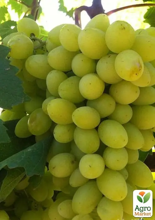 Саджанець Agro-Market Виноград Біла Надія (надранній, двостатевий, великий) 1 шт. в пакуванні (182560) - фото 2