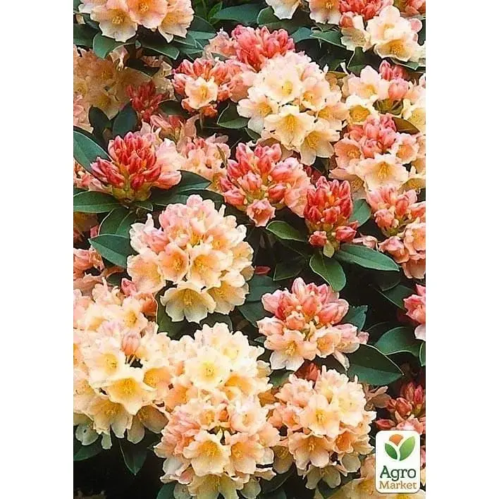 Саженец Agro-Market Рододендрон Golden Torch (49189) 1 шт. в упаковке - фото 3