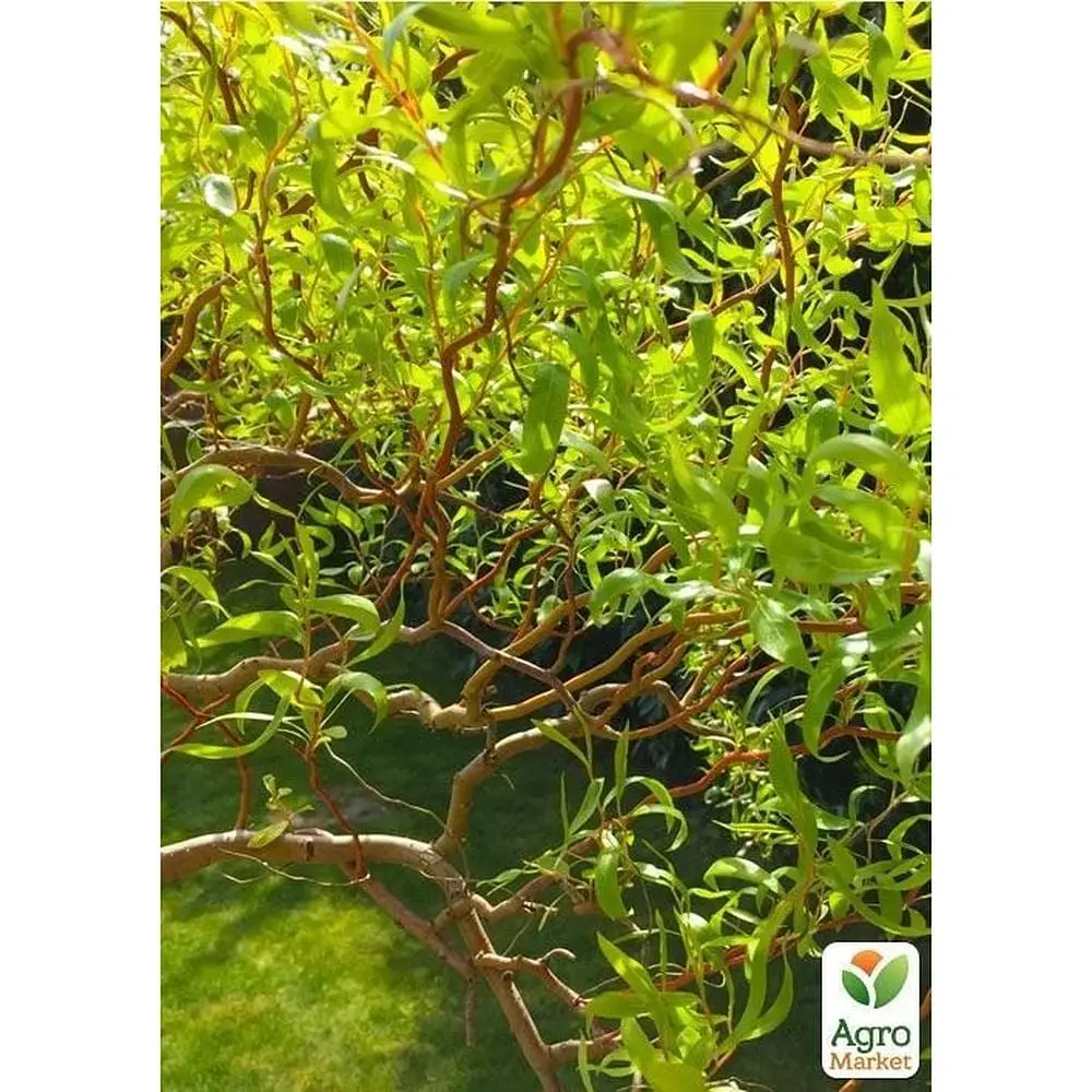 Саджанець Agro-Market Верба японська Матсудана (48722) - фото 4