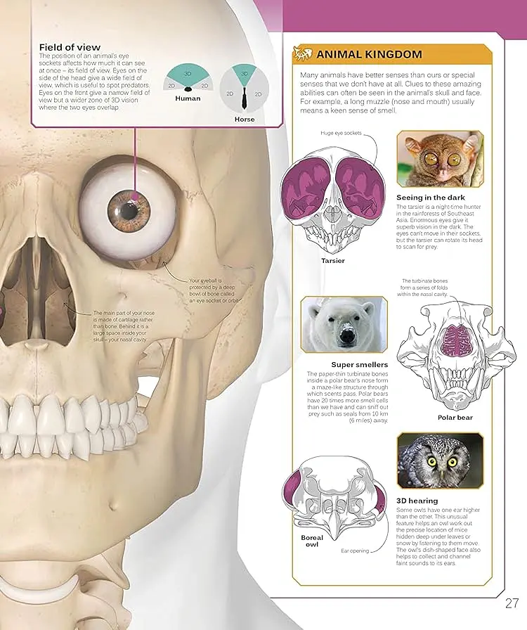 The Skeleton Book. Get to Know Your Bones, Inside Out - - фото 3