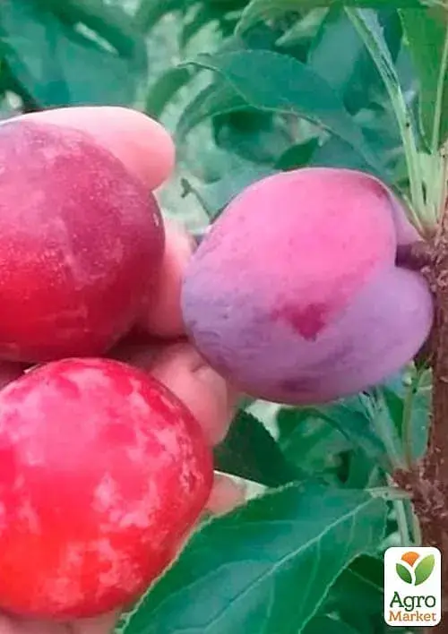 Саджанець Agro-Market Сливово-черешневий гібрид Світ Тріат (надзвичайно солодкий сорт, середній термін дозрівання) 1 шт. в упаковці (114637) - фото 2