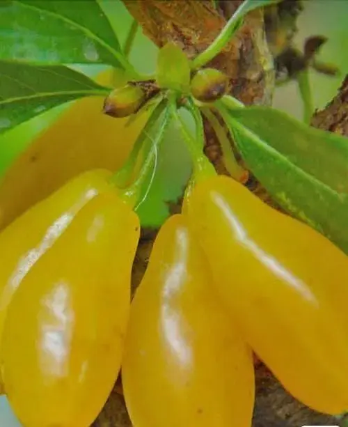 Кизил Agro-Market Gold Star щеплений саджанець 2 роки ранній термін дозрівання великоплідний жовтий 1 саджанець в упаковці - фото 2