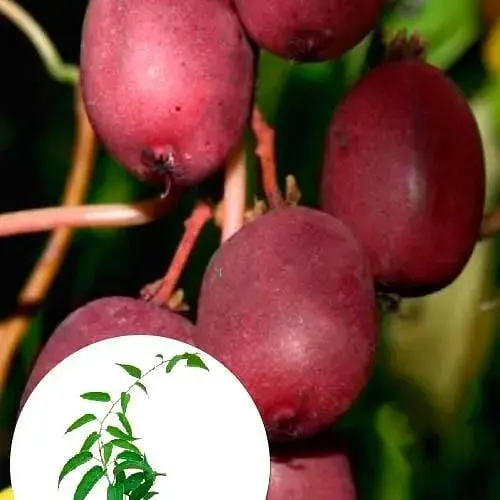 Саженец Agro-Market Актинидия Скарлет Септембер (мини-киви, морозостойкий сорт, ранний срок созревания) (43957) 1 шт. в упаковке - фото 6