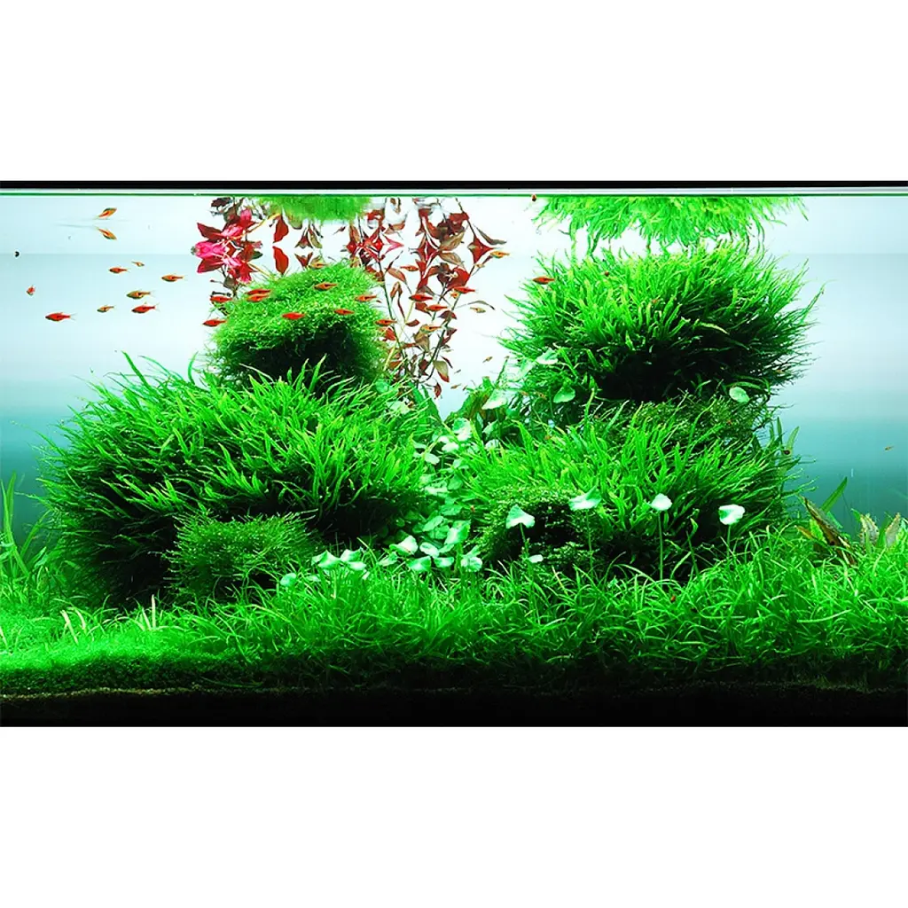 Добриво для акваскейпінгу з високим вмістом NPK та мікроелементів Easy-Life GreenScape 100 мл (GS0100) - фото 2