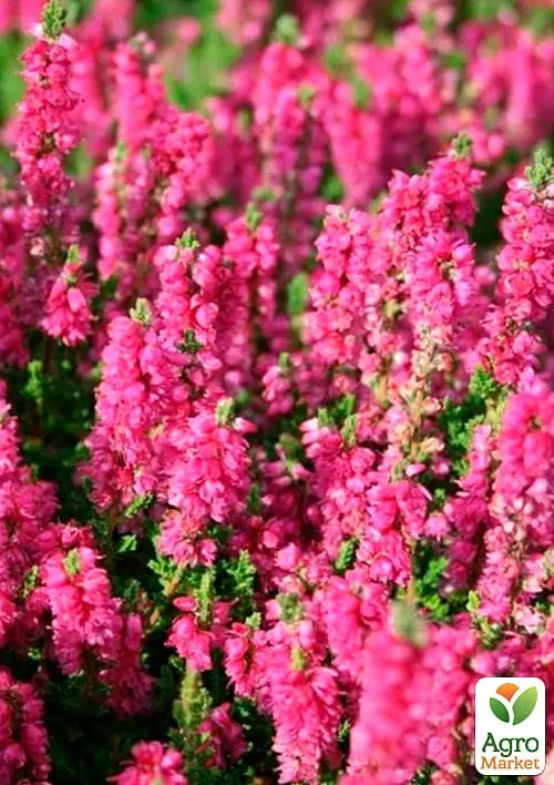 Саженец Agro-Market Вереск обыкновенный Melina (44264) - фото 2