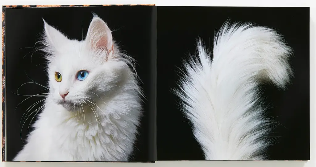 Feline - фото 3