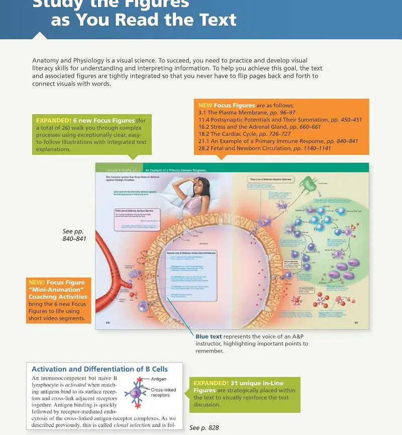Human Anatomy & Physiology Global Edition - фото 4