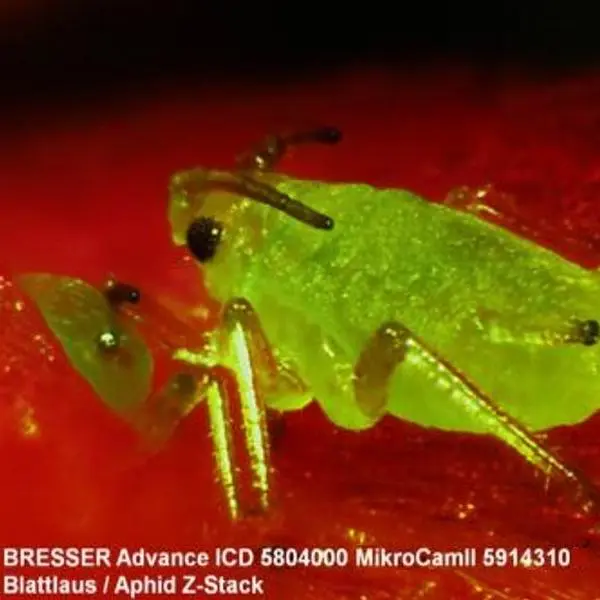 Мікроскоп Bresser Advance ICD 10x-160x (5804000) - фото 4