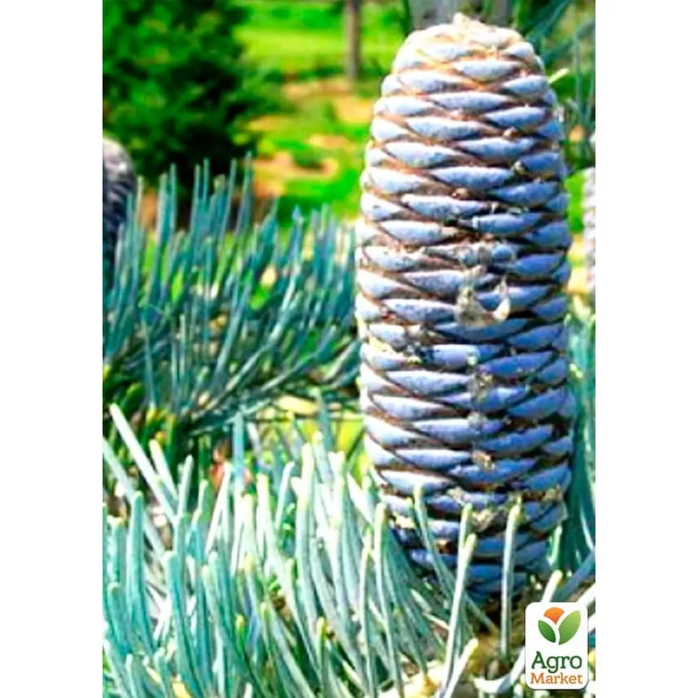 Саженец Agro-Market Пихта Калифорнийская Голубая (Abies concolor glauca) горшок P9 (48740) - фото 2