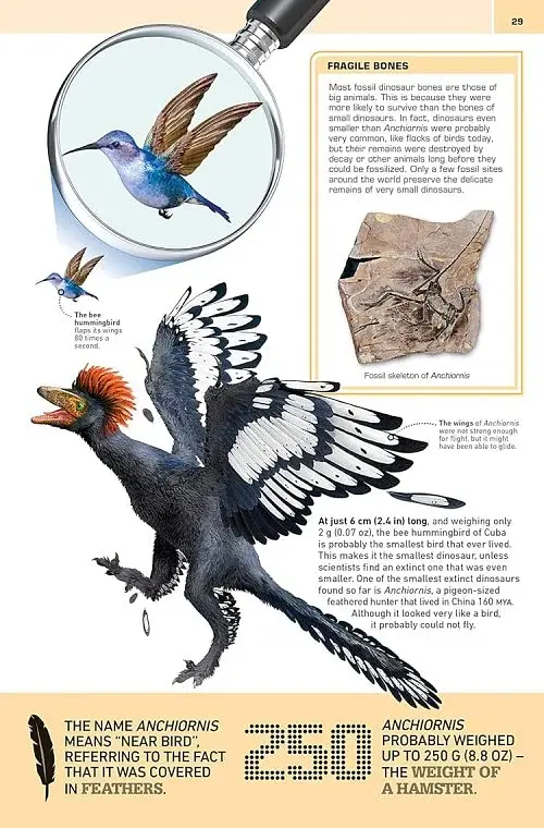 1000 Amazing Dinosaur Facts - фото 5