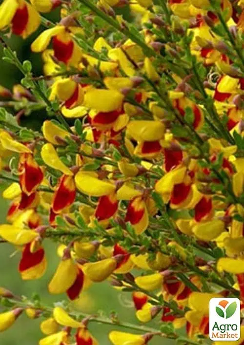 Саженец Agro-Market Ракитник Cytisus Микс сортов (182274) - фото 2
