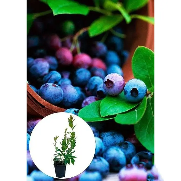 Саджанець Agro-Market Лохина (чорниця садова) Шантеклер (Chanticleer) (ранній термін дозрівання, високоврожайний сорт) 1 шт. в упаковці (36263) - фото 2