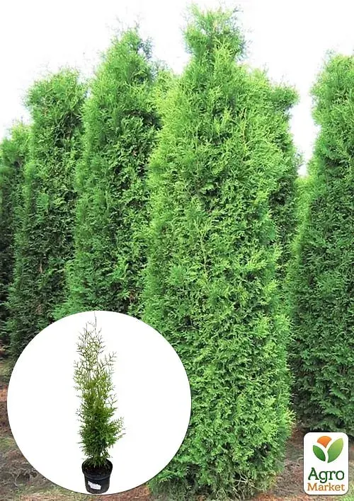Саджанець Agro-Market Туя швидкозростаюча Brabant (висота 100-130 см) 1 шт. в упаковці (175186) - фото 2