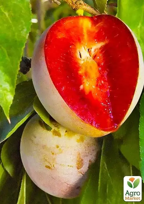 Саженец Agro-Market Слива Крымсон Гло (Crimson Glo) (летний сорт, средний срок созревания) 1 шт. в упаковке (50907) - фото 2