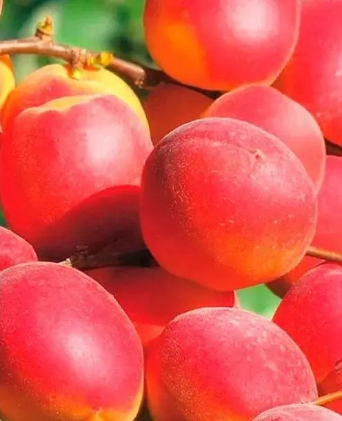 Саджанець Agro-Market Абрикос Ерлі Блаш (літній сорт, ранньостиглий термін дозрівання) (35459) 1 шт. в упаковці - фото 2
