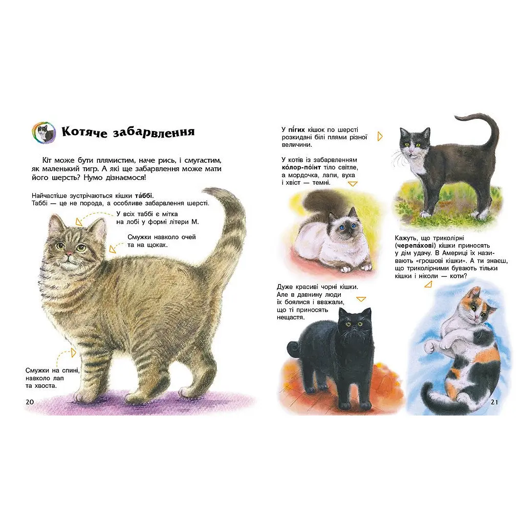 Книга Енциклопедія дошкільника. Коти - Юлія Каспарова Ранок (9786170992741) - фото 4