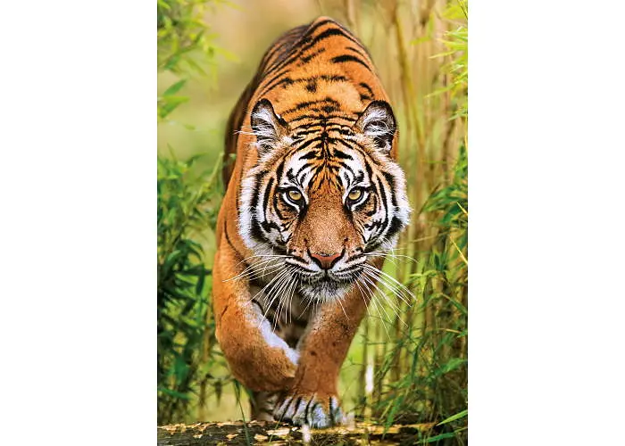 Пазл Clementoni High Quality Collection: Шлях мисливця (High Quality Collection - The Hunter's Path Puzzle - 1000 pcs.), 1000 ел. (37108) - фото 2