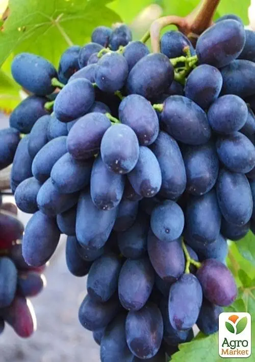 Саженец Agro-Market Виноград Памяти Бронислава (большая, сочная, сладкая, хрустящая мякоть) 1 шт. в упаковке (101882) - фото 2