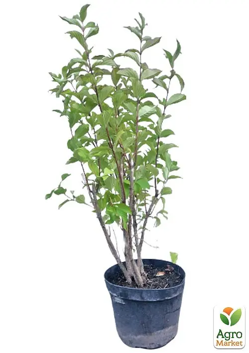 Саджанець Agro-Market Вейгела 5-річна Bristol Ruby С7.5 (висота 40-60см) (167999) - фото 3