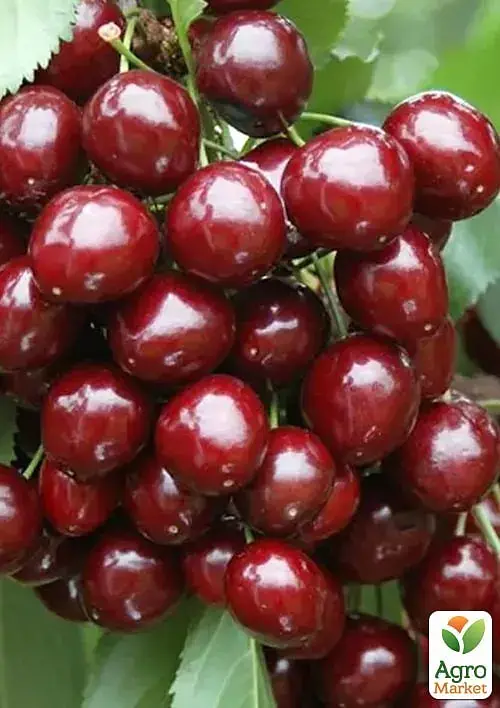 Саджанець Agro-Market Черешня Світ Валентайн (літній сорт, пізній термін дозрівання) 1 шт. в упаковці (175139) - фото 2