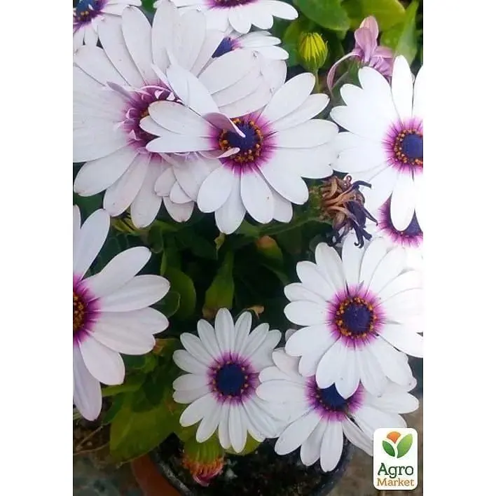 Саженец Agro-Market Остеоспермум Soprano white (контейнер №10 высота 10-20 см) (47981) 1 шт. в упаковке - фото 2