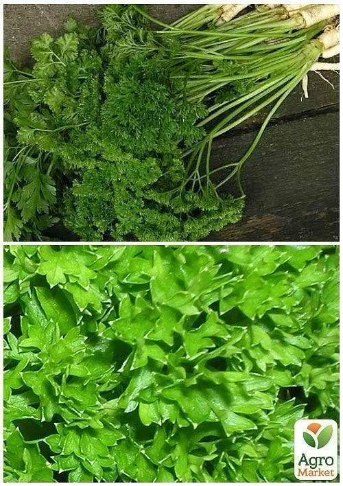 Семена Agro-Market Петрушка кудрявая Парамоунт на вес цена за 5 г (22070) - фото 3