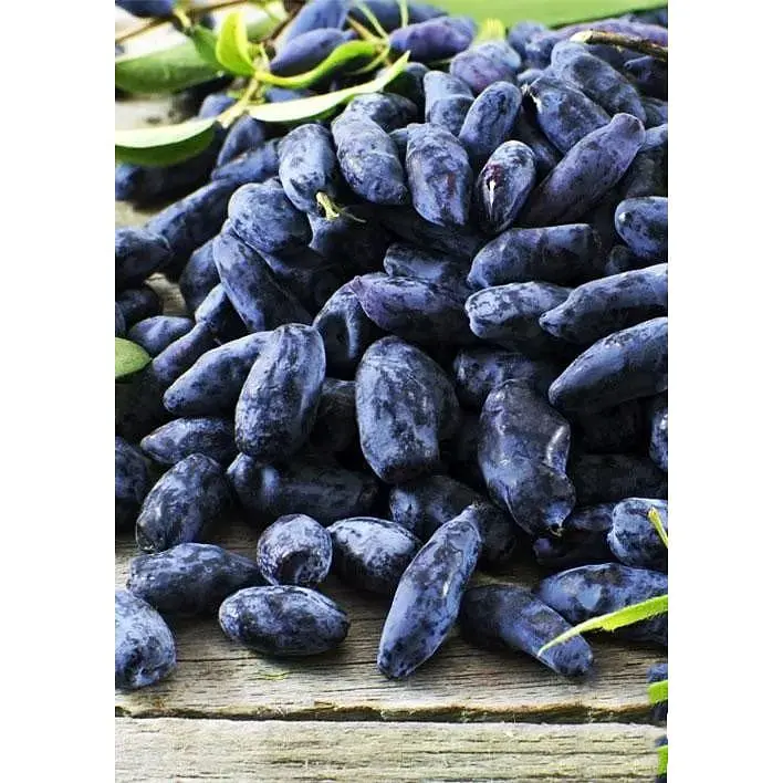 Саджанець Agro-Market Жимолость Югана (ранній термін дозрівання, морозостійкий сорт) 1 шт. в упаковці (43969) - фото 4