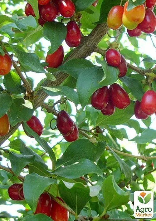 Саженец Agro-Market Кизил Йолико (ранний срок созревания, высокоустойчивый к морозам) 1 шт. в упаковке (35879) - фото 3