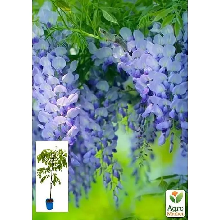 Саженец Agro-Market Глициния 3-х летняя китайская Блу сапфир (Wisteria chinensis Blue Sapphire) С2 (57024) 1 шт. в упаковке - фото 5