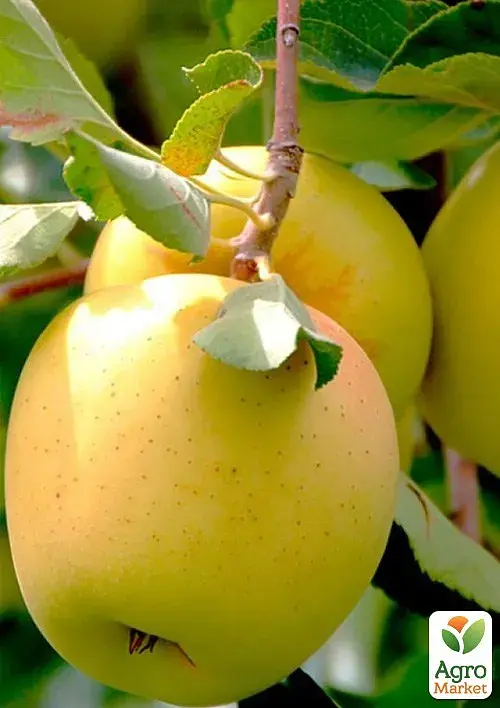 Саджанець Agro-Market Яблуня Голдстар (зимовий сорт, пізній термін дозрівання) 1 шт. в упаковці (46267) - фото 2