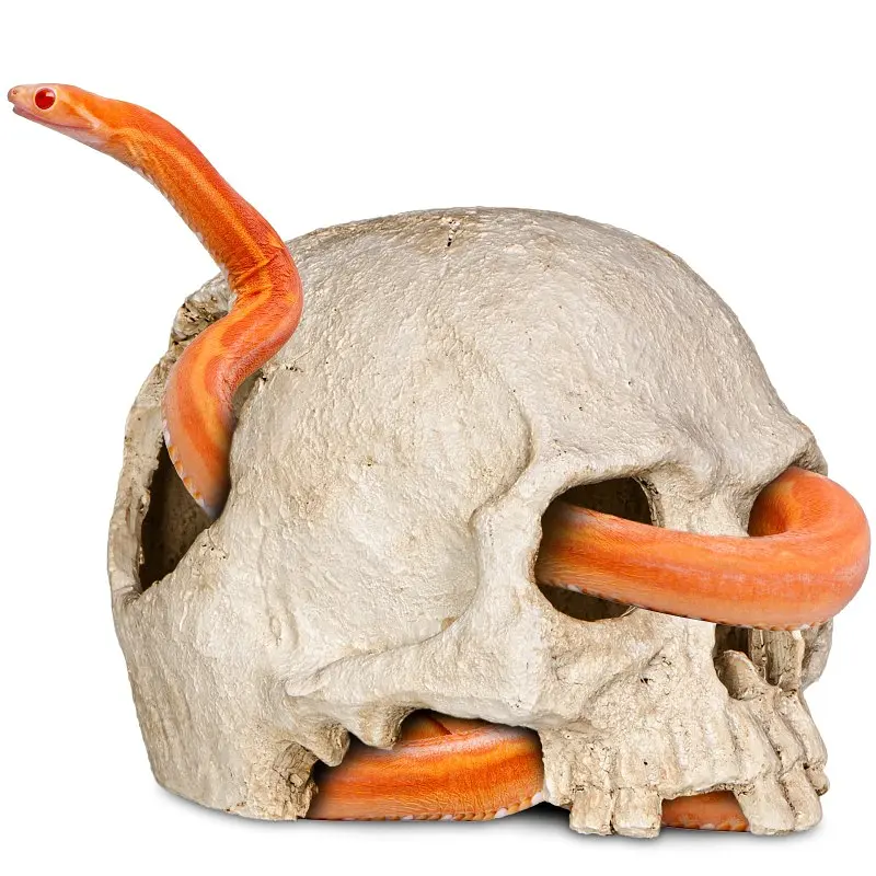 Декорація череп людини Terrario Human Skull 14x11x11см (151211) - фото 3