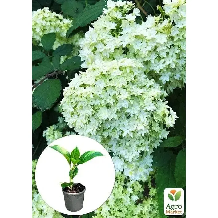 Саджанець Agro-Market Гортензія деревоподібна Hayes Starburst (180863) 1 шт. в упаковці - фото 4