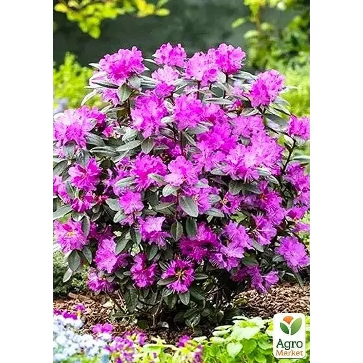 Саджанець Agro-Market Рододендрон каролінський 2-х річний P.J.M. Elite С2 висота 25-40 см (152183) 1 шт. в упаковці - фото 2