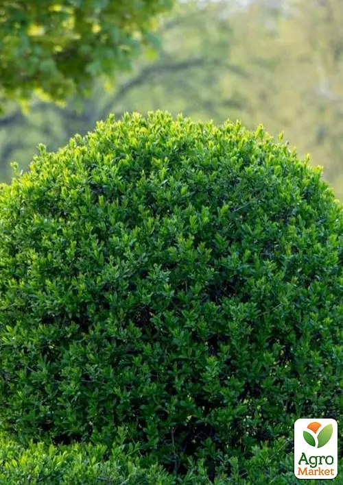 Бирючина обыкновенная (Ligustrum vulgare) С2 высота 25-35см (185305) 1 саженец - фото 4