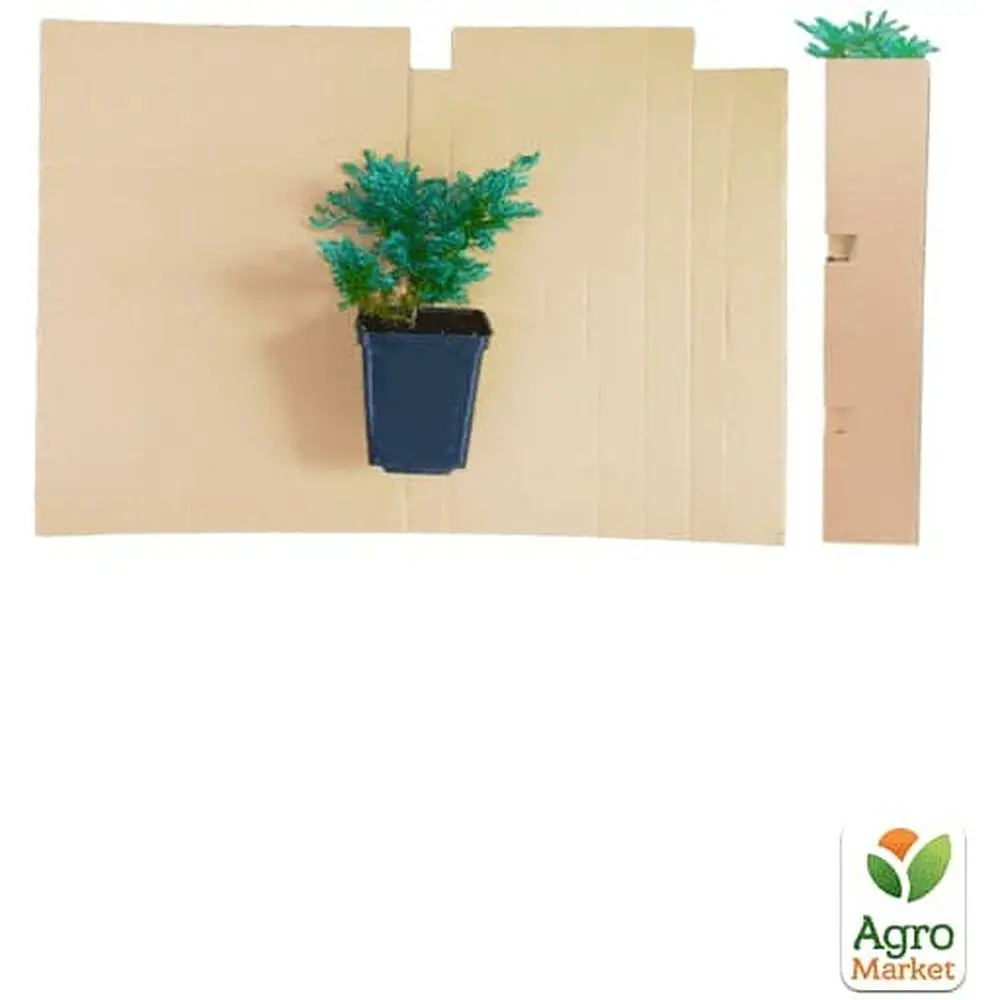 Саджанець Agro-Market Ялівець лускатий Blue Carpet горщик Р9 (25051) - фото 3