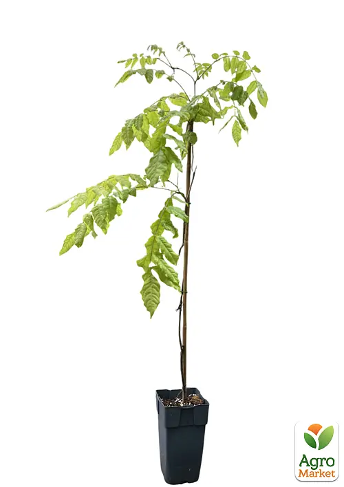 Глициния 3-летняя китайская "Блэк Драгон" (Wisteria chinensis Блэк Дрегон) С2 высота саженца 60-100см (185274) 1 саженец Нидерланды - фото 2