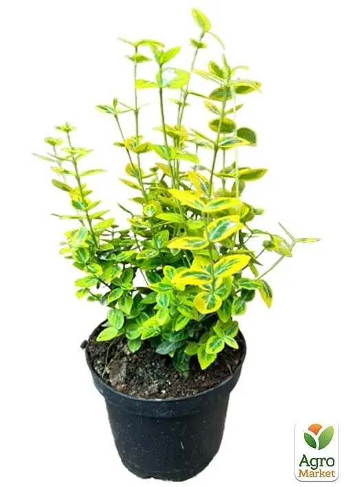 Саженец Agro-Market Бересклет Форчуна 2-х летний Emerald Gold (высота 20-40см) (114817) - фото 2